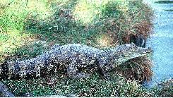 20071219210051-spectacled-caiman.jpg