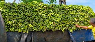 Inespre inicia compra 14 millones de plátanos a productores afectados por ventarrón